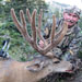 Mule Deer Hunting in Crested Butte