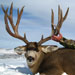 Mule Deer Hunting in Crested Butte